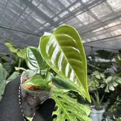 ライチ様 リクエスト 2点 まとめ商品