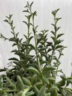 2026年最新】多肉植物 ドルフィンネックレス 7．5cmポット苗の人気