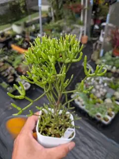 ユーフォルビア エチュベルクローサ 充実開花株 実生 - メルカリ