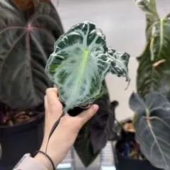 アロカシア ヴェノム Alocasia 'Venom' 管理番号s262 - メルカリ