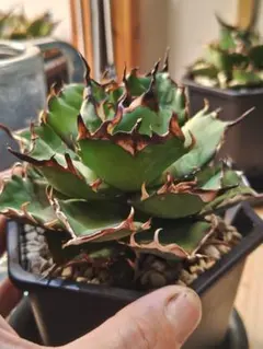 【発根済み直子株】①アガベ ハデス ハデス実生　Agave ikori産のサムネイル