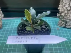 ブセファランドラ spブラックダイヤモンド - メルカリ