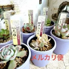 2025年最新】おらいさん苗の人気アイテム - メルカリ