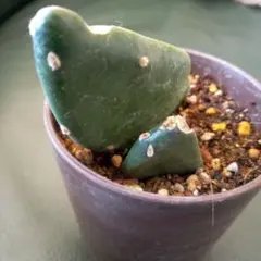 うちわサボテン、2枚、抜き苗