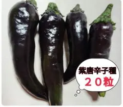 辛くない　紫唐辛子　種　　２０粒