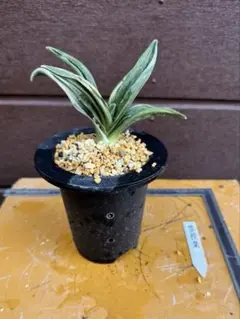 ピロちゃん様 リクエスト 2点 まとめ商品