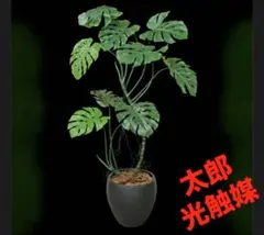 光触媒 観葉植物 ウォールグリーン フェイクグリーン インディアン 