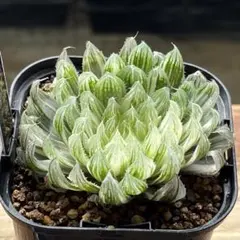 多肉植物 旧氷砂糖 錦 抜き苗 - メルカリ