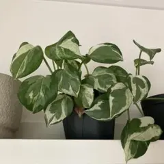 2026年最新】ポトス エンジョイの人気アイテム - メルカリ