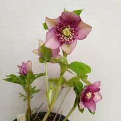 2025年最新】加藤農園クリスマスローズの人気アイテム - メルカリ