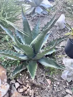 2026年最新】アガベ ジェントリーの人気アイテム - メルカリ