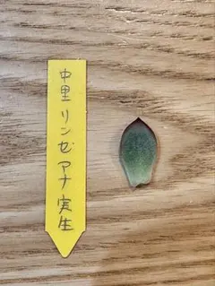 2026年最新】中里リンゼアナの人気アイテム - メルカリ