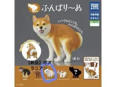 ふんばり〜ぬ ガチャガチャ(ポメラニアン)