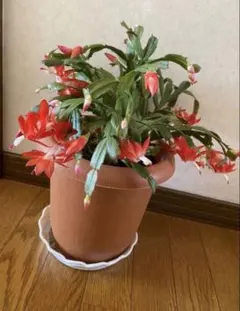 シャコバサボテン　カット苗　根付き　3本のサムネイル