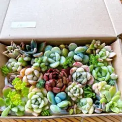 エケベリア詰め合わせセット16