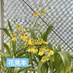 オンシジューム　洋ラン　1のサムネイル