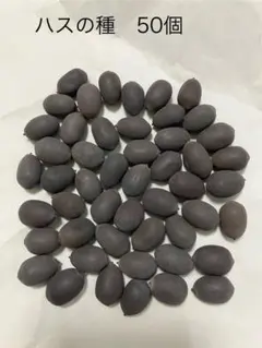 ハスの種 50個 蓮 栽培用のサムネイル