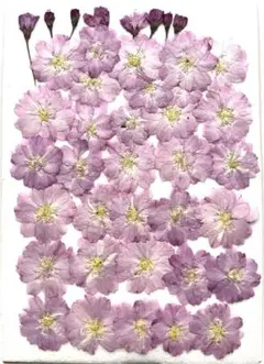 K-110 押し花 八重桜 つぼみ付き +x - メルカリ