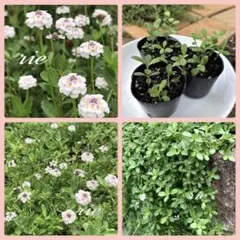 リッピア ヒメイワダレソウ 苗 ネコポス発送‼️ 今が植えどき - メルカリ