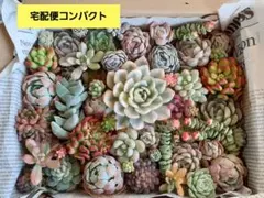 2026年最新】多肉植物エケベリア寄せ植えセット多肉弁当の人気アイテム