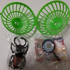 ※大型　良型　マキシカクワガタ♂野外標本 大型 良型 マキシカクワガタ♂野外標本