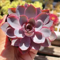ぶ*ち様 多肉植物 ひなのsis ミヤさん苗 札無し - メルカリ