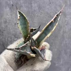 アガベセット　メルカリ便 2025年最新】アガベ チタノタ セットの人気アイテム - メルカリ