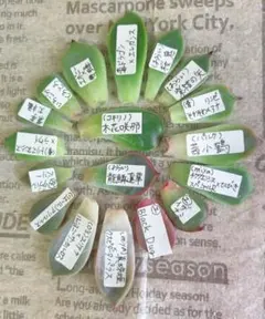2026年最新】リンゼアナの人気アイテム - メルカリ