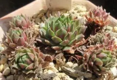 2026年最新】センペルビウムの人気アイテム - メルカリ