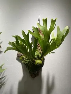 2025年最新】リドレイリトルプリンセスの人気アイテム - メルカリ