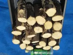 Item thumbnail for item dd7c5356-734b-4920-a70f-289f68127d31