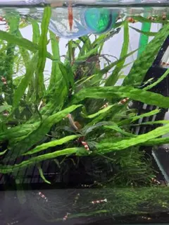 2025年最新】ミクロソリウムの人気アイテム - メルカリ