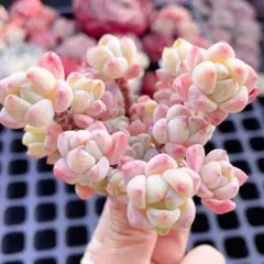 ほたる様 リクエスト 3点 まとめ商品