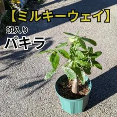 斑入りパキラ ミルキーウェイ 観葉植物 七夕 斑入りパキラ ミルキーウェイ 観葉植物 七夕 - メルカリ