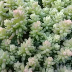 多肉植物 セダム 斑入りミモザ 20カット - メルカリ