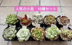 チ*プ様 多肉植物　人気の小苗セット10種
