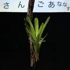 希望様 リクエスト 2点 まとめ商品