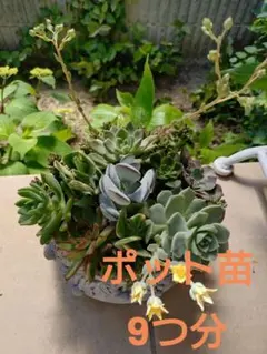 多肉植物　寄植え