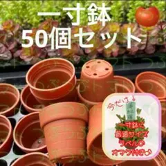 一寸鉢 50個セット 1号鉢 1号ポット 1号プラ鉢