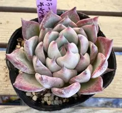 2026年最新】コロラータルーフの人気アイテム - メルカリ