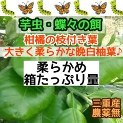 専用商品 柚子の葉 120枚 無農薬 アゲハ餌 - メルカリ