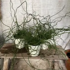 ☘観葉植物☘ホヤ リネアリス㊱ 抜き苗 - メルカリ