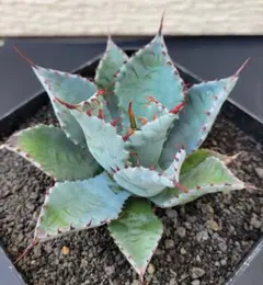 2026年最新】耐寒性アガベの人気アイテム - メルカリ