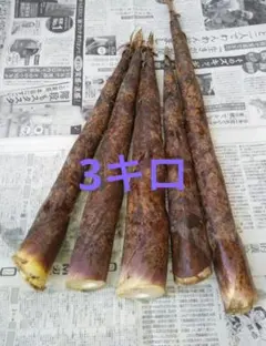 真竹 たけのこ 筍 千葉県産 3キロ 穂先出たて柔らか8本 - メルカリ