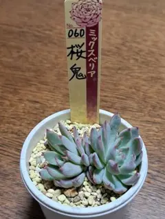 おらいさん苗 新作 ミックスベリア 073 ホットワイン 札付き 2025年