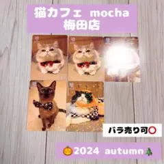 猫カフェmocha 梅田店 2025夏 トレカ(バラ売り可⭕️) - メルカリ