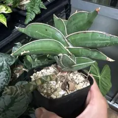 2025年最新】サンスベリア抜き苗の人気アイテム - メルカリ