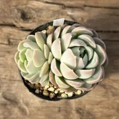 チョコ肉様 リクエスト 3点 まとめ商品