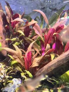 あかつき様 リクエスト 3点 まとめ商品