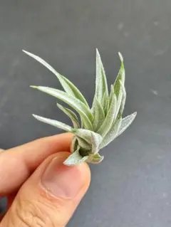 チランジア マヤントーテムポール 子株 Tillandsia - メルカリ